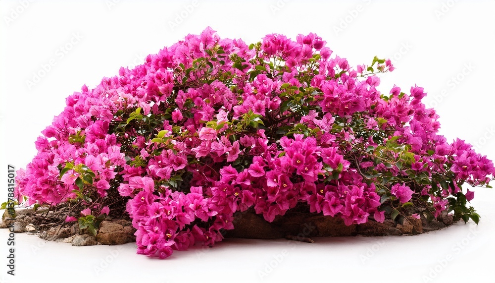 Obraz premium pink bougainvillea bush isolated on white background