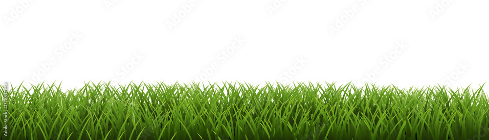 Obraz premium Green Grass Border Isoalated White Background