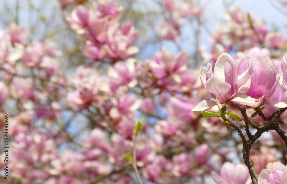 Fototapeta premium Magnolia branch with pastel flowers bloom in the garden in spring