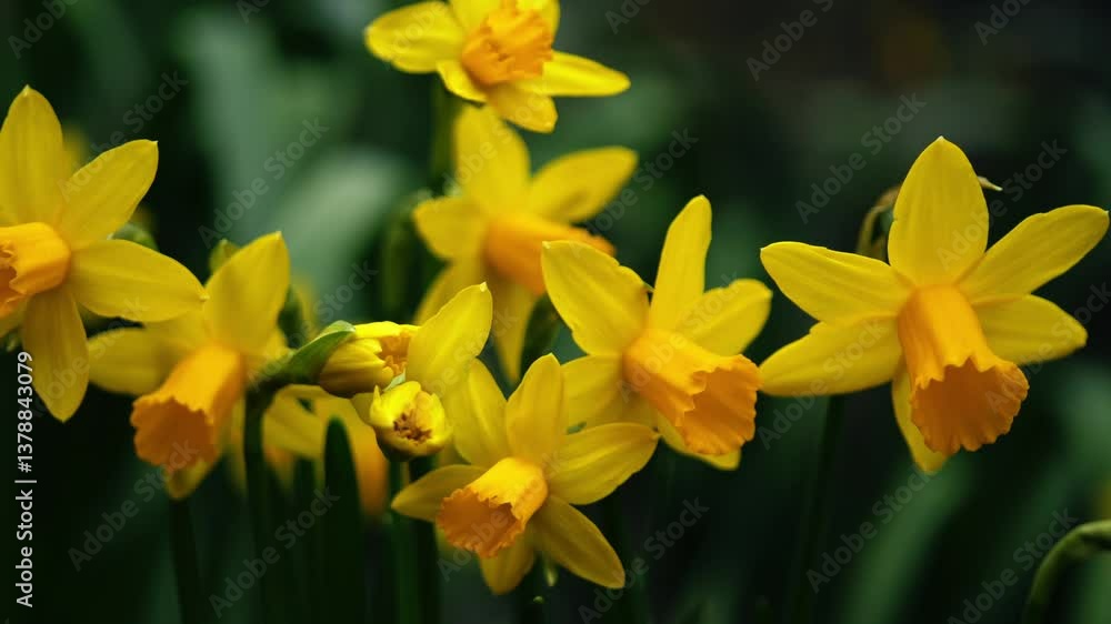 Bright yellow daffodils in full bloom Bright yellow daffodils in full bloom