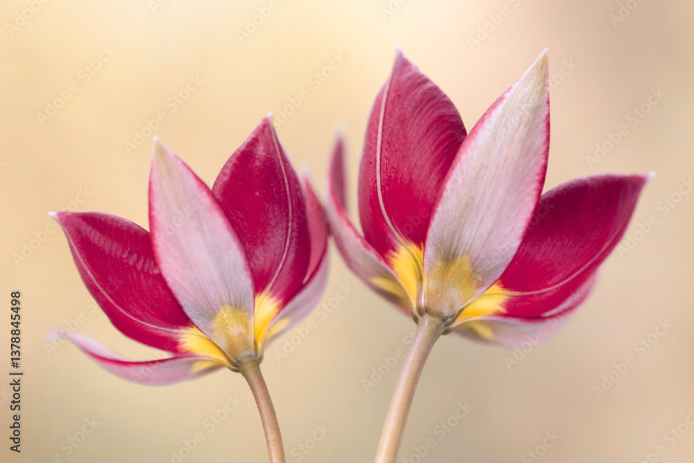 Tulipany botaniczne, tapeta, dekoracja.