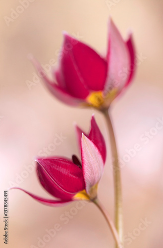Tulipany botaniczne, tapeta, dekoracja.