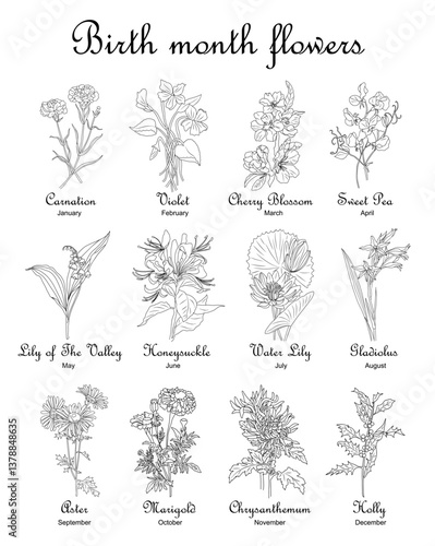 Set of flower line art vector illustrations. Carnation, cherry blossom, sweet pea, lily of the valley, chrysanthemum hand drawn black ink illustrations. Birth month flowers for jewelbirth_flowers.eps
