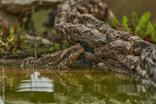 zapo común o zapo europeo (Bufo bufo)