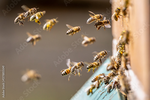 Bienen im Frühling am Bienenstock
