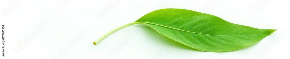 Isolated single green leaf against white background, botanical, elegant Isolated single green leaf against white background, botanical, elegant