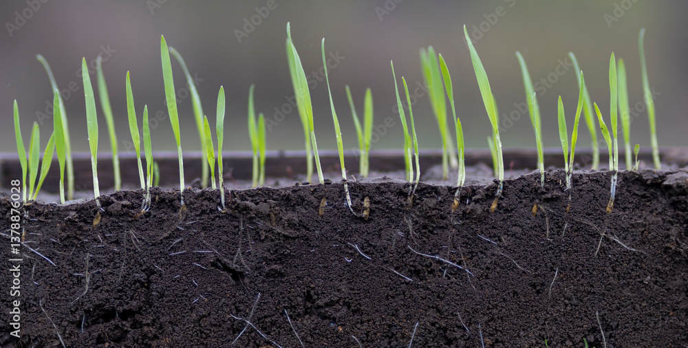 Fototapeta premium Young oat seedlings growing from fertile soil showing root structure