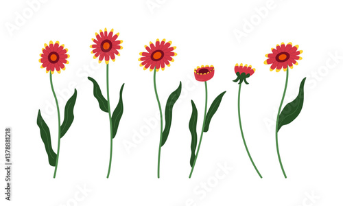 Set of gaillardia flower branches and leaves. Blanket flowers vector flat illustration on isolated background. Botanical clipart with garden plants