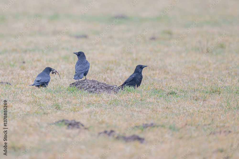 Obraz premium Krähen mit Beute