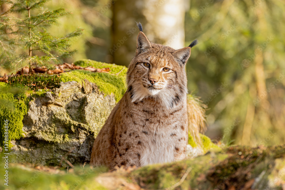 Obraz premium Luchs im Frühling
