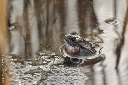 European common frog (Rana trmporaria)