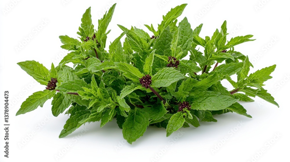 A bunch of fresh green basil leaves isolated on white background in a realistic high quality photograph A bunch of fresh green basil leaves isolated on white background in a realistic high quality photograph