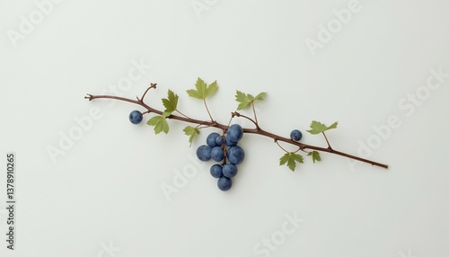 Grape vine with ripe blue grapes on white background  