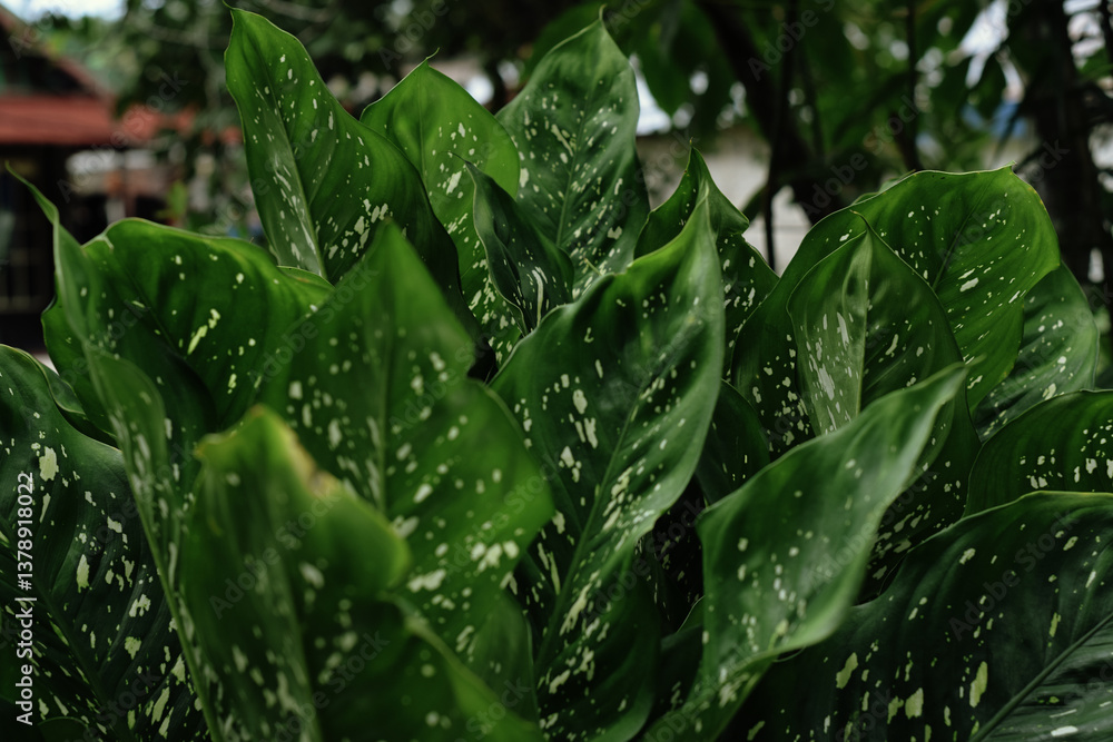 dew on the grass dew on the grass