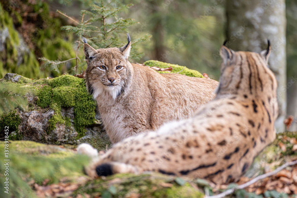 Luchs im Frühling Luchs im Frühling
