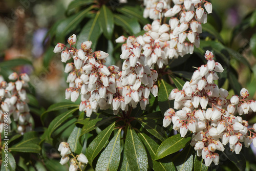 Close up white flowers of Pieris (Pieris japonica). Heath, heather family (Ericaceae). Spring. April, Netherlands  