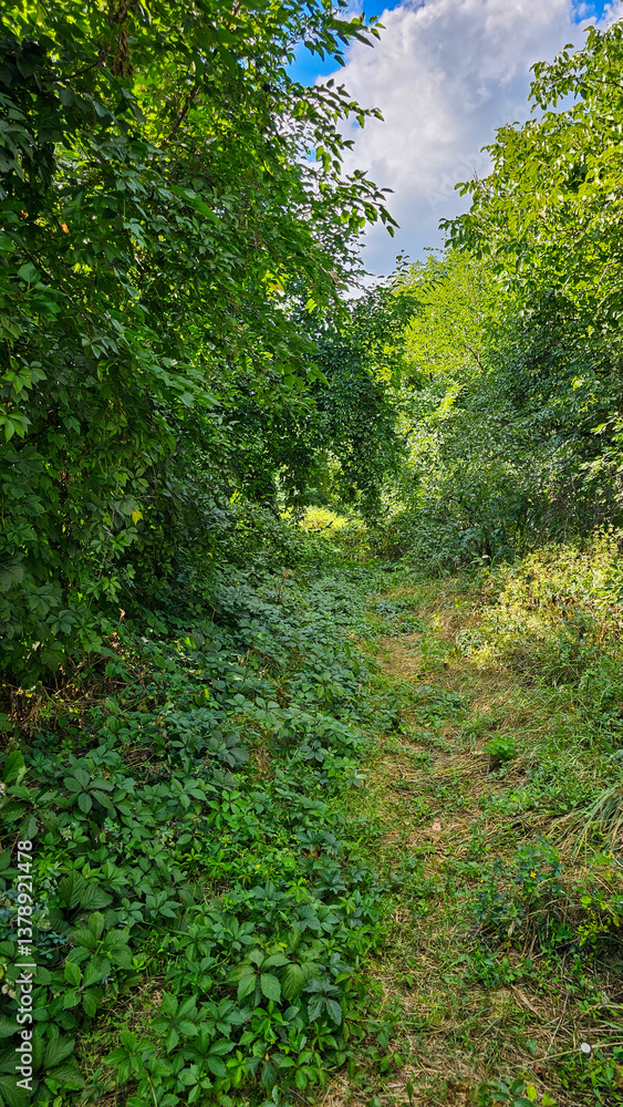 Narrow path winding through lush green forest under cloudy sky Narrow path winding through lush green forest under cloudy sky