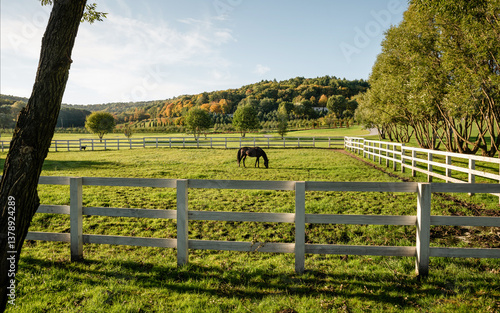 Horse in a paddock - panoramic view. Brown horse grazing in an enclosure surrounded with white fence. Countryside autumn landscape with trees on hillside in the background.