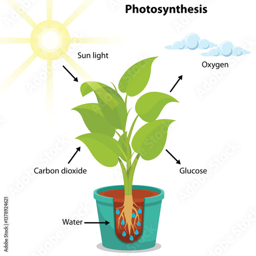 Photosynthesis process, Diagram showing process of photosynthesis in plant