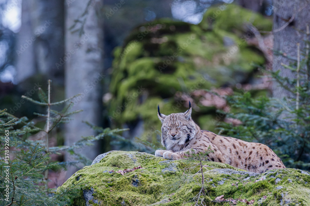 Luchs im Frühling Luchs im Frühling