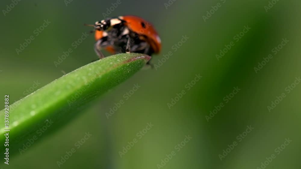 Small red ladybug exploring green grass with dew drops in the morning sunlight Small red ladybug exploring green grass with dew drops in the morning sunlight