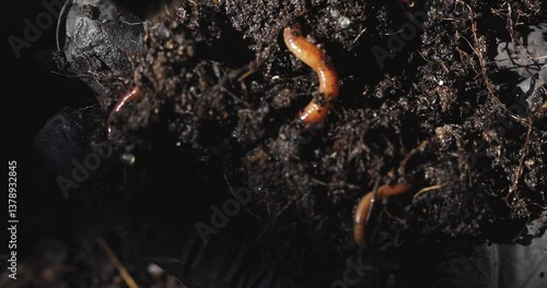 Gardener's gloved hand displays earthworms vital for composting and healthy soil. Nutrient cycling, vermicomposting detail.