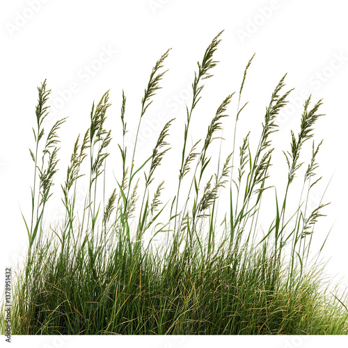 A Full Patch of Wild Rice Plants with Tall Green Isolated on Transparent Background