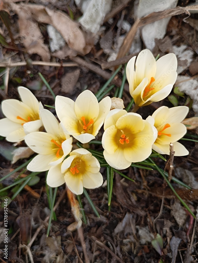 Top view of yellow crocuses blooming on the ground in a garden bed in spring while traveling in Europe Top view of yellow crocuses blooming on the ground in a garden bed in spring while traveling in Europe