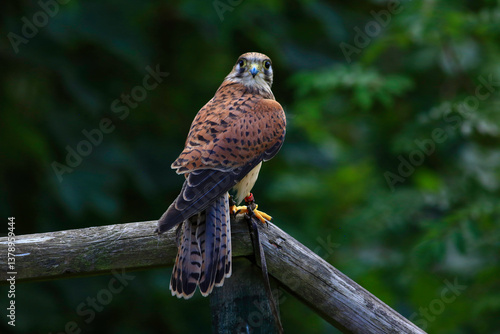 Kestrel sitting on a branch looking back
