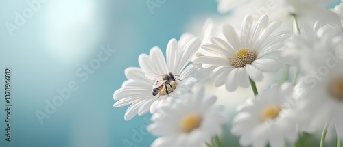 A delicate bee perches on a white daisy, capturing the purity and harmony of nature in a tranquil moment.