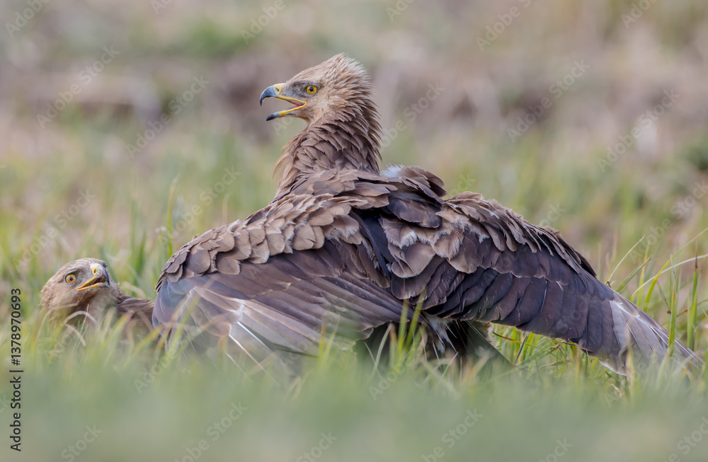 Lesser spotted eagle - pair of birds in spring Lesser spotted eagle - pair of birds in spring
