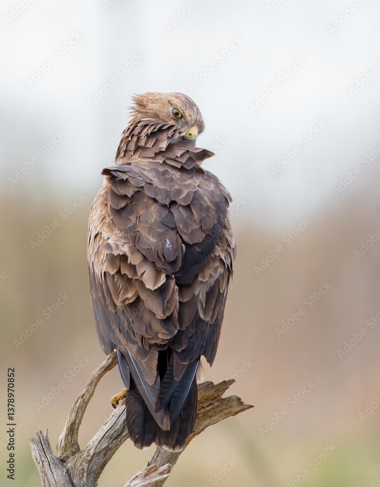 Fototapeta premium Lesser spotted eagle - male bird in spring