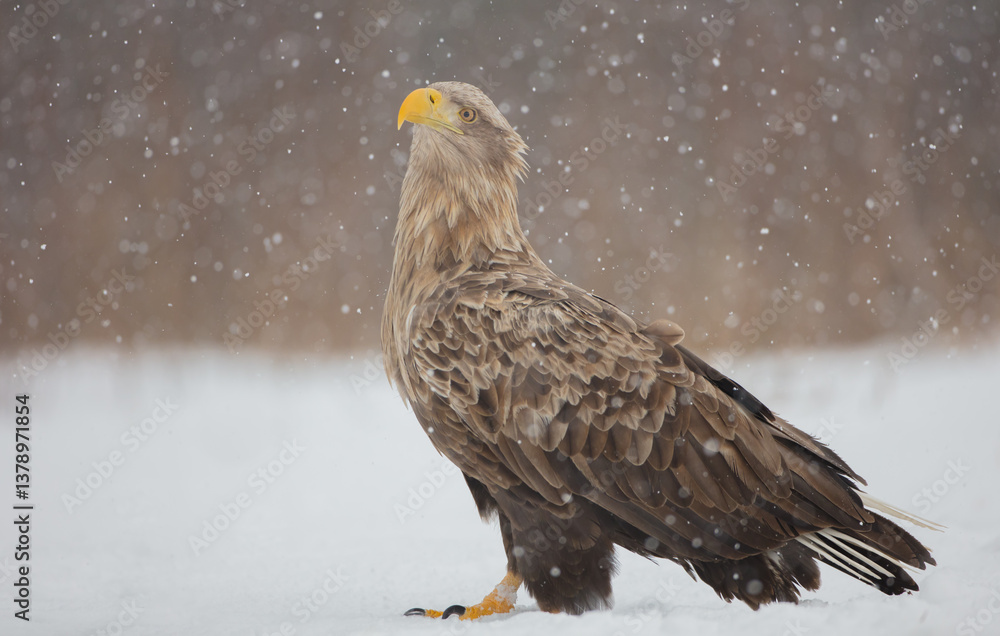 The white-tailed eagle - adult male - in early spring at the wet forest during the snowstorm The white-tailed eagle - adult male - in early spring at the wet forest during the snowstorm