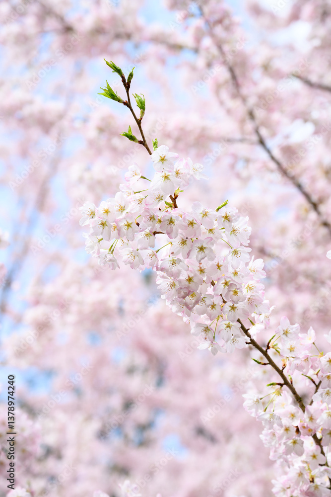 Welcome symbol of spring, pale pink flowers blooming on an ornamental cherry tree, fresh pastel pink nature background
Welcome symbol of spring, pale pink flowers blooming on an ornamental cherry tree, fresh pastel pink nature background