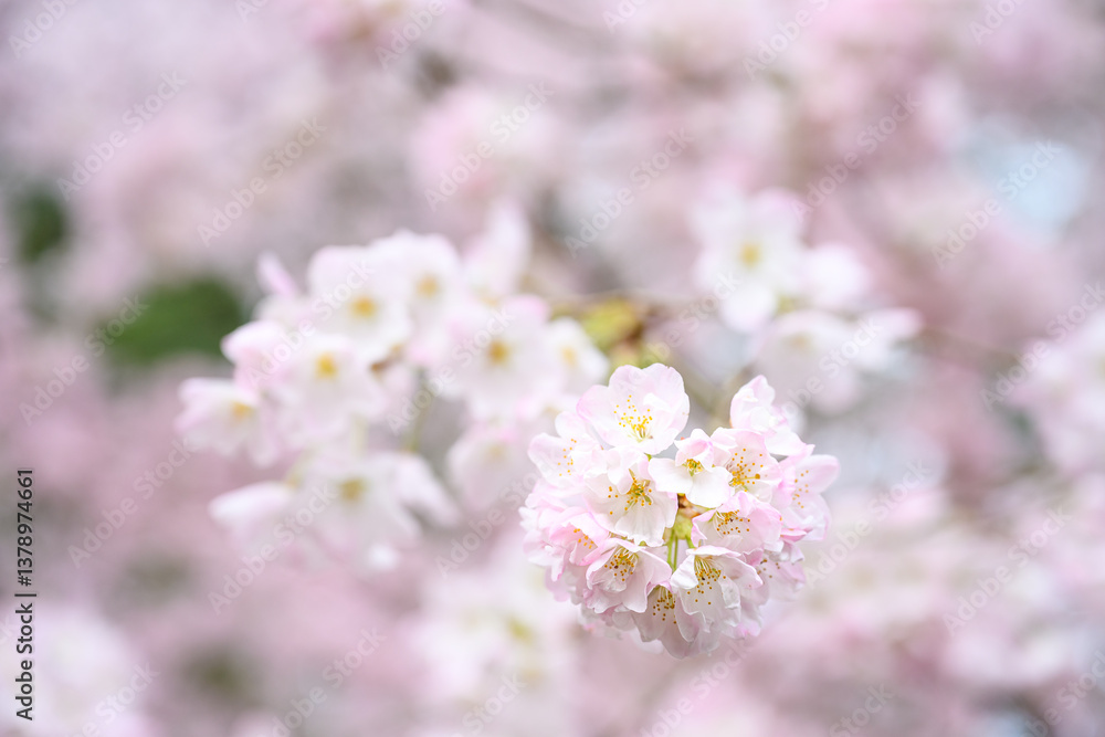 Welcome symbol of spring, pale pink flowers blooming on an ornamental cherry tree, fresh pastel pink nature background
Welcome symbol of spring, pale pink flowers blooming on an ornamental cherry tree, fresh pastel pink nature background
