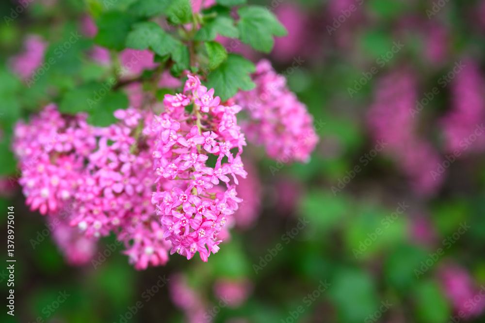 Cheerful bright pink flowers of Red Flowering Currant bush blooming in spring, as a nature background
Cheerful bright pink flowers of Red Flowering Currant bush blooming in spring, as a nature background