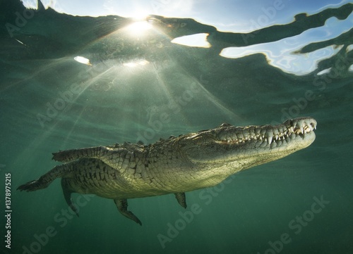 American crocodile close to the surface