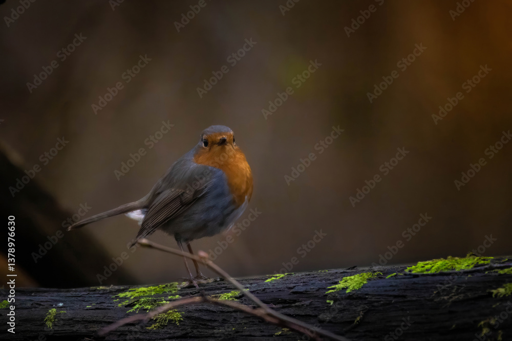 Robin redbreast (Erithacus rubecula) is small brownish Robin redbreast (Erithacus rubecula) is small brownish