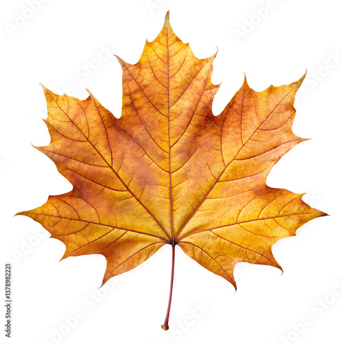 Wallpaper Mural Autumn Maple Leaf Isolated on White Background Torontodigital.ca
