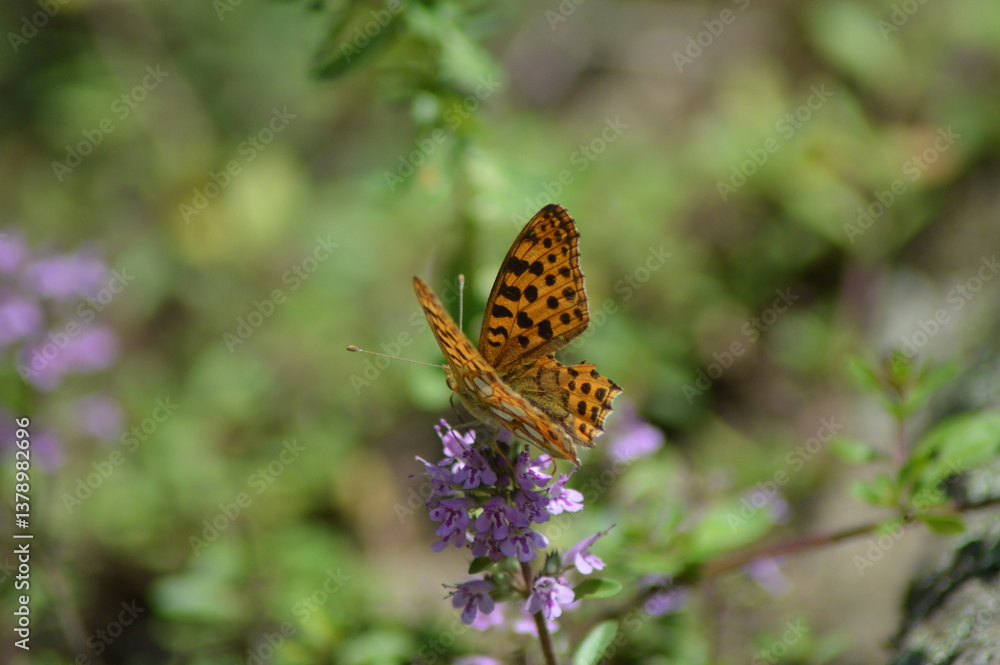 butterfly on flower butterfly on flower