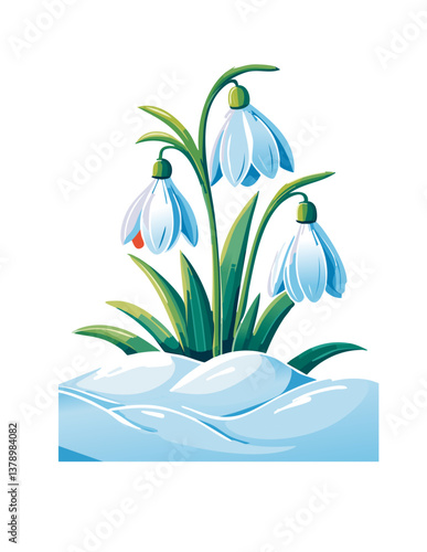 Spring snowdrops peeking out from under the snow