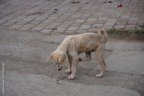 A stray dog is itching himself by standing on a paved road