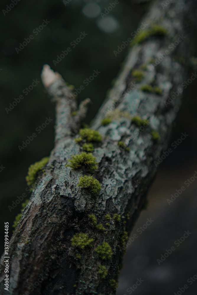 Tree Bark Texture Close-Up Tree Bark Texture Close-Up