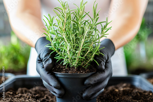 Obraz na płótnie Mastering rosemary planting techniques for successful growth Generative AI w salonie