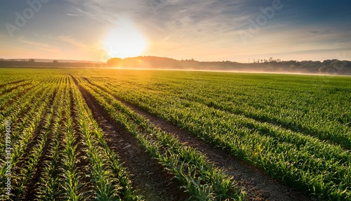 lush green crops growing in field at sunrise