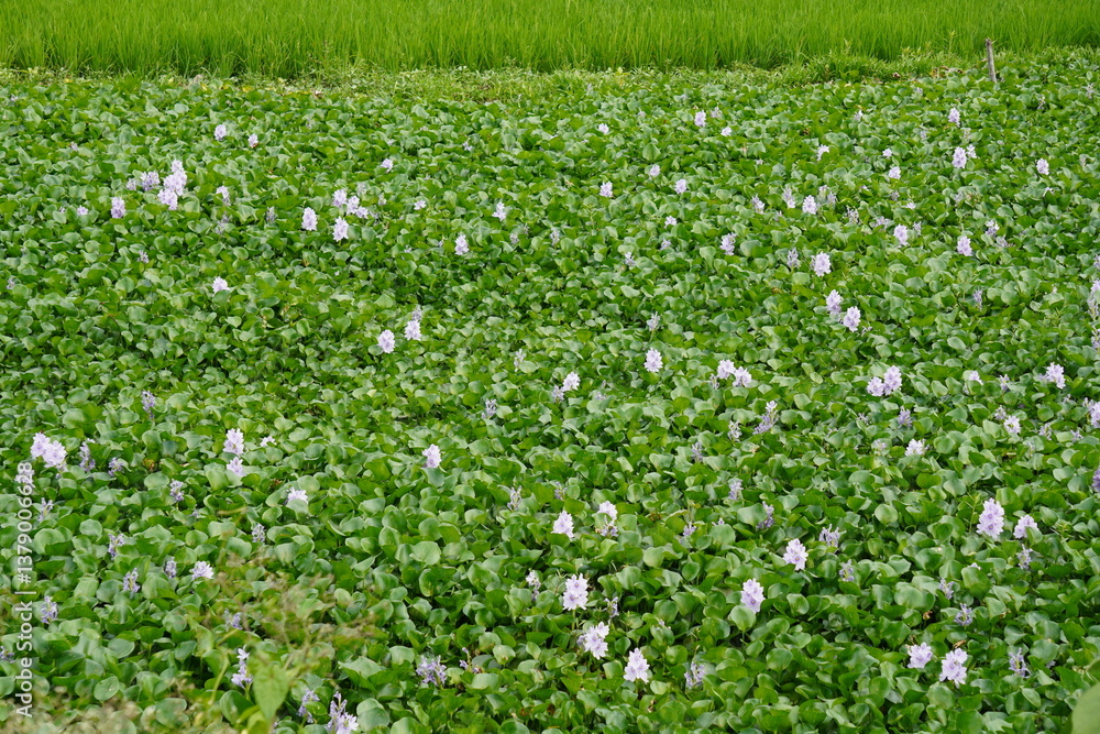 Water hyacinth, the aquatic plants with its tiny purple flowers have covered the entire watershed Water hyacinth, the aquatic plants with its tiny purple flowers have covered the entire watershed