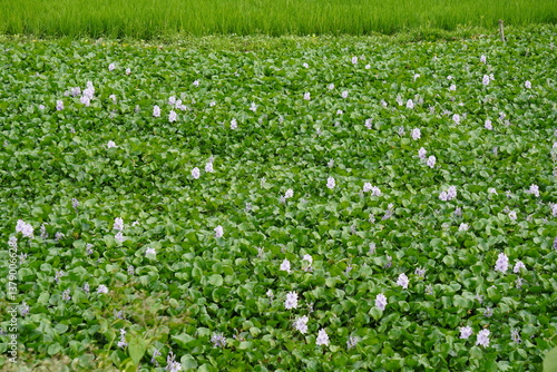 Water hyacinth, the aquatic plants with its tiny purple flowers have covered the entire watershed
