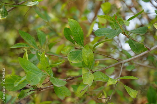 The green leaves on the branches of a Scouler's willow plant in close up with a blurry background