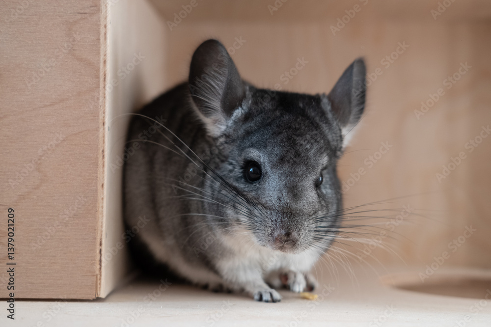Obraz premium Chinchilla is sitting on the wooden flooring of the cage Chinchilla - domestic pet