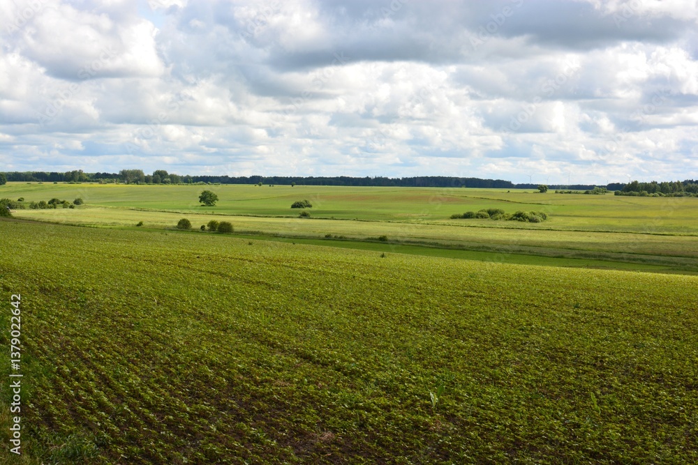 Growing plants in the field. Bushes and trees in the distance. Blue cloudy sky. Growing plants in the field. Bushes and trees in the distance. Blue cloudy sky.